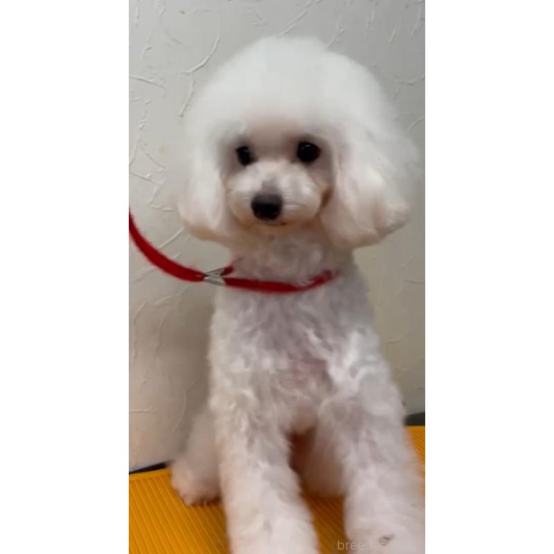 販売中の愛知県のタイニープードル-331680の4枚目