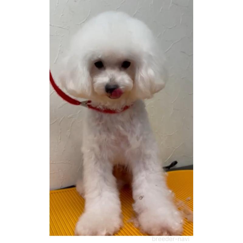 販売中の愛知県のタイニープードル-331680の3枚目