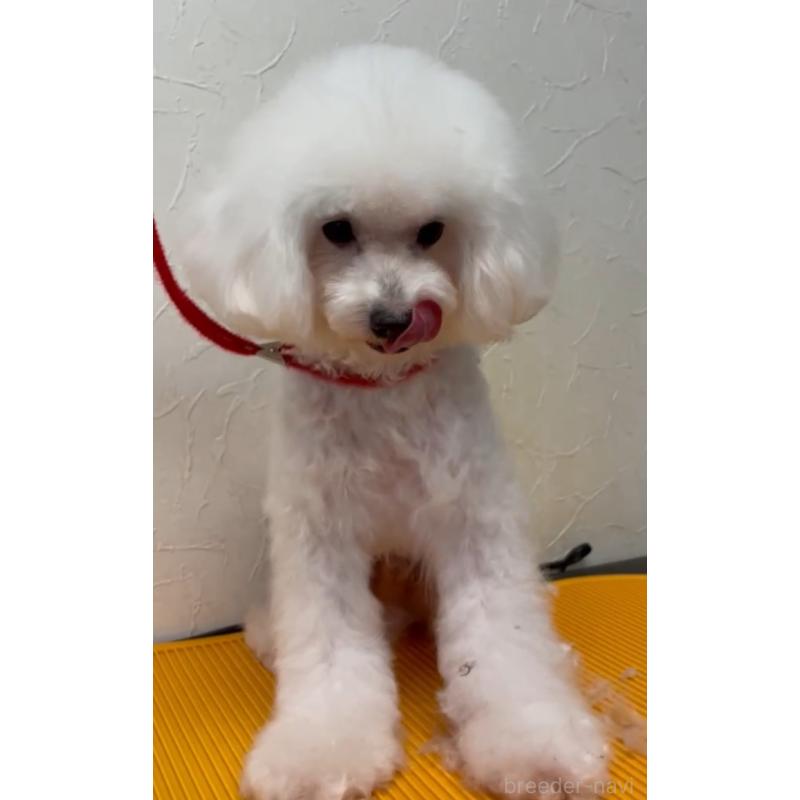 販売中の愛知県のタイニープードル-331680の2枚目