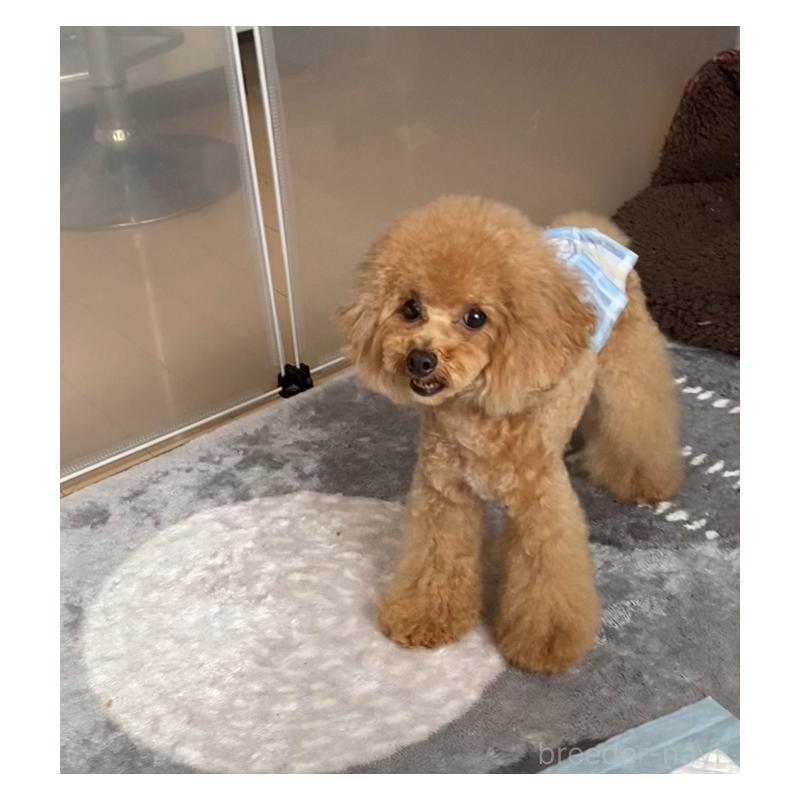 販売中の愛知県のタイニープードル-284802の3枚目