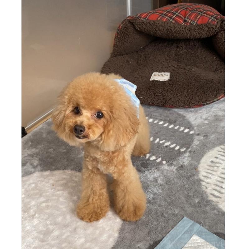 販売中の愛知県のタイニープードル-284802の2枚目