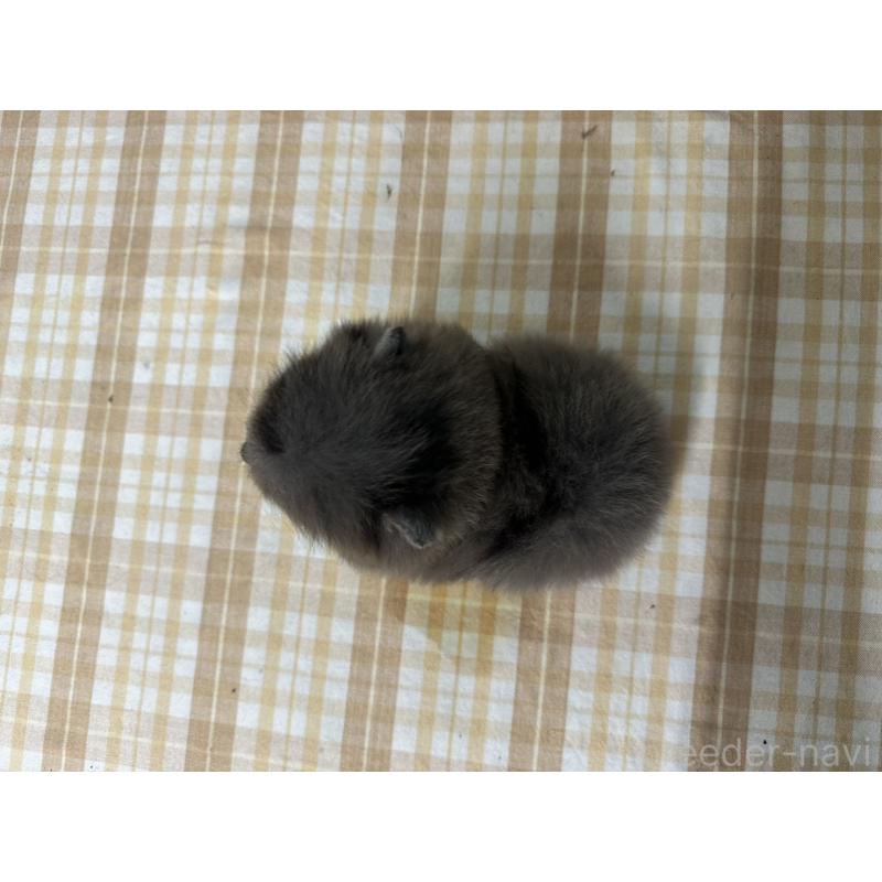 販売中の千葉県のポメラニアン-421241の2枚目