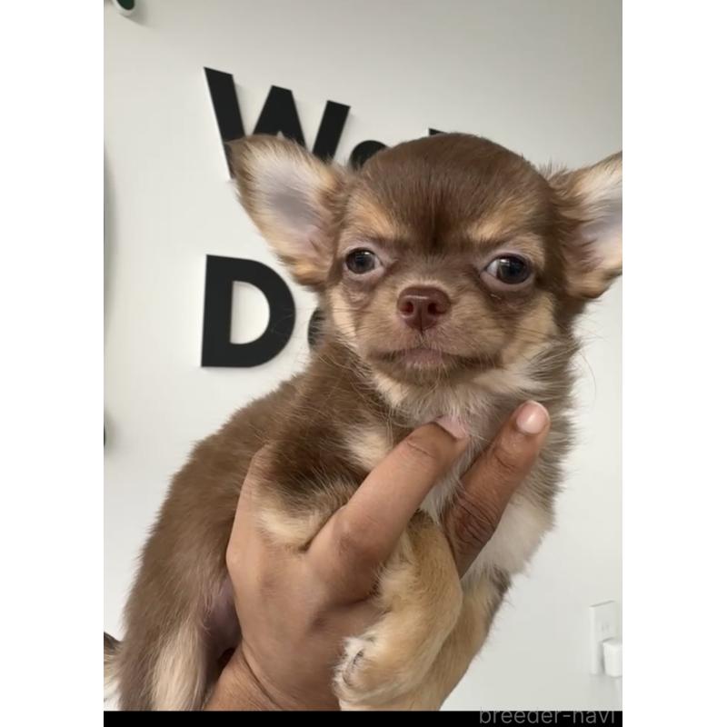 成約済の福岡県のチワワ(ロングコート)-418596の5枚目