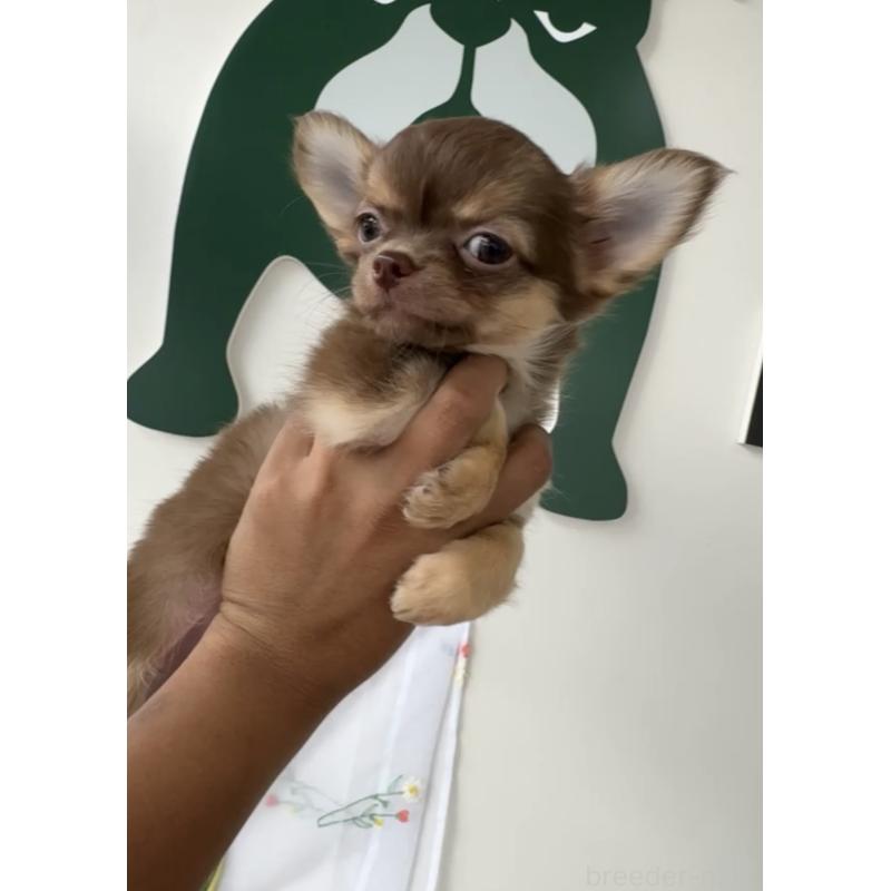 成約済の福岡県のチワワ(ロングコート)-418596の4枚目