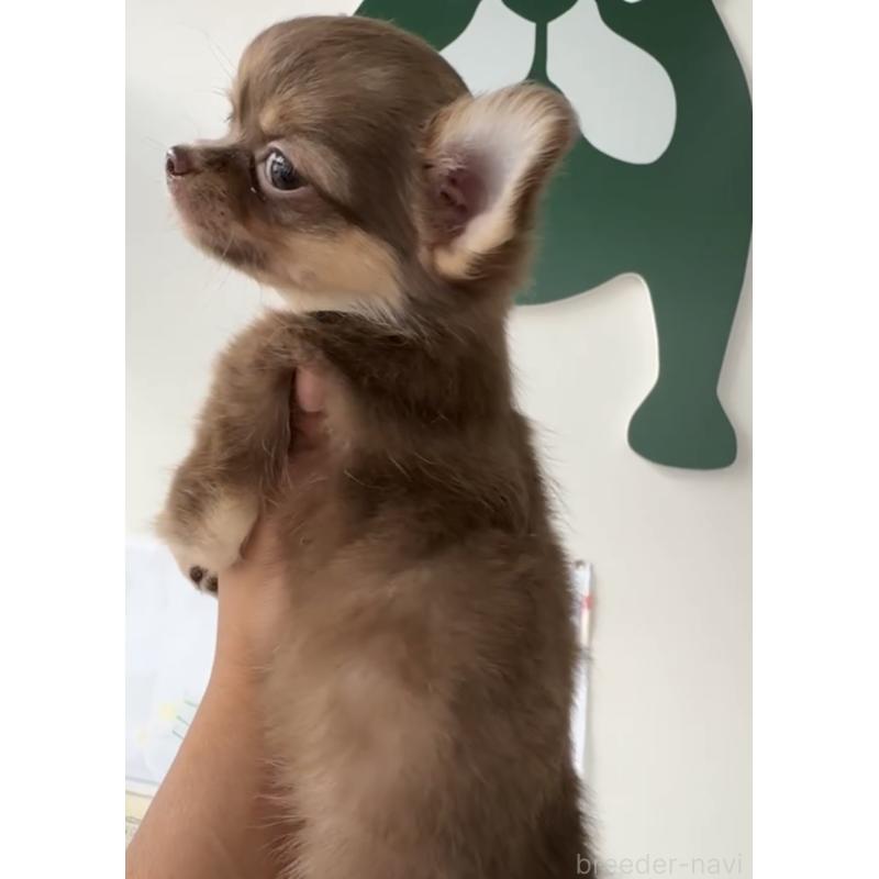 成約済の福岡県のチワワ(ロングコート)-418596の3枚目