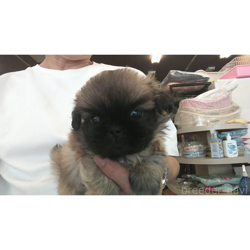販売中の愛知県のペキニーズ-421243の1枚目