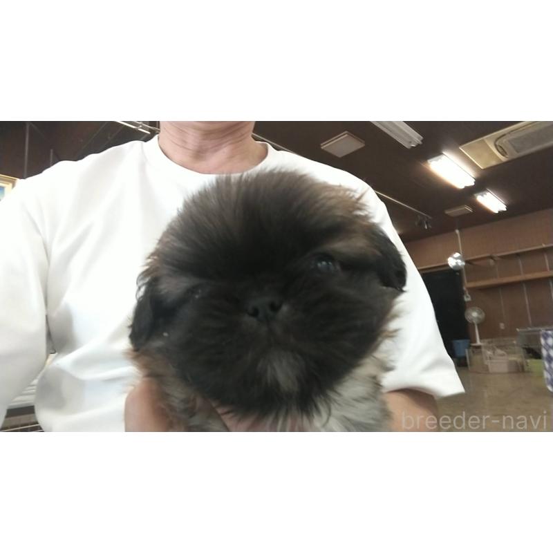 販売中の愛知県のペキニーズ-421247の1枚目