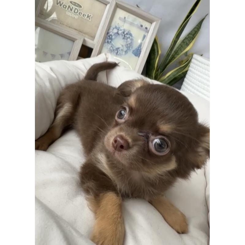 成約済の福岡県のチワワ(ロングコート)-418603の4枚目