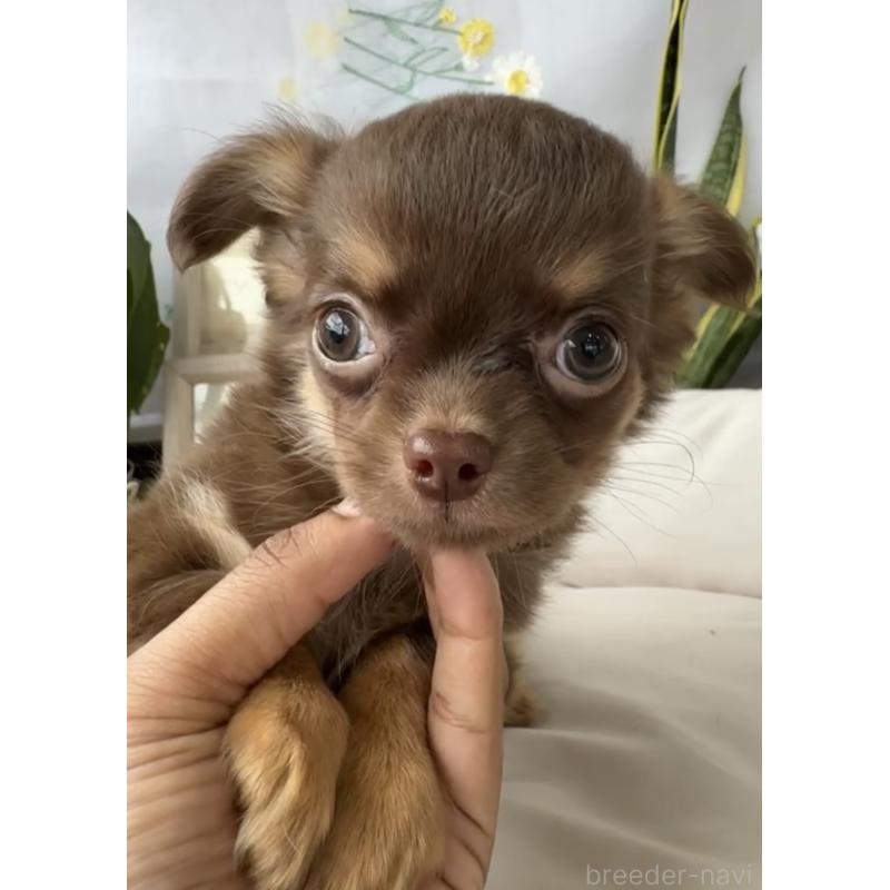 成約済の福岡県のチワワ(ロングコート)-418603の3枚目