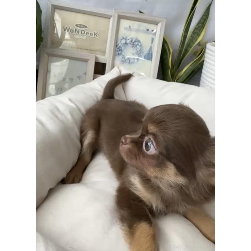 成約済の福岡県のチワワ(ロングコート)-418603の2枚目