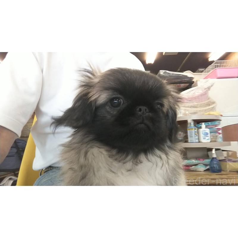 販売中の愛知県のペキニーズ-403733