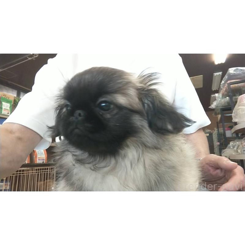 販売中の愛知県のペキニーズ-403733の2枚目