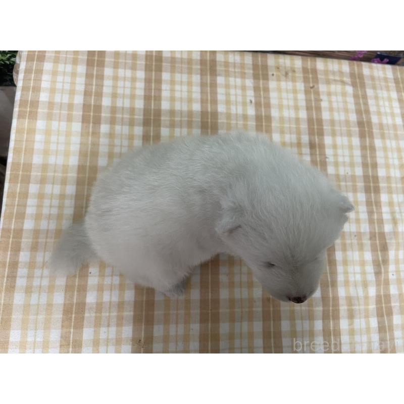 販売中の千葉県のサモエド-421258の2枚目