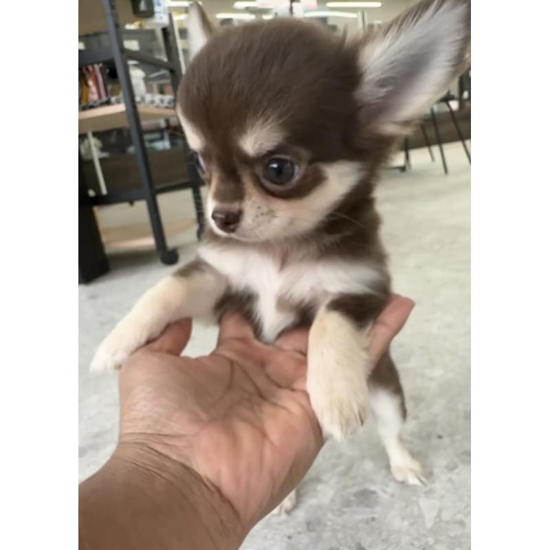 成約済の福岡県のチワワ(ロングコート)-418529の5枚目