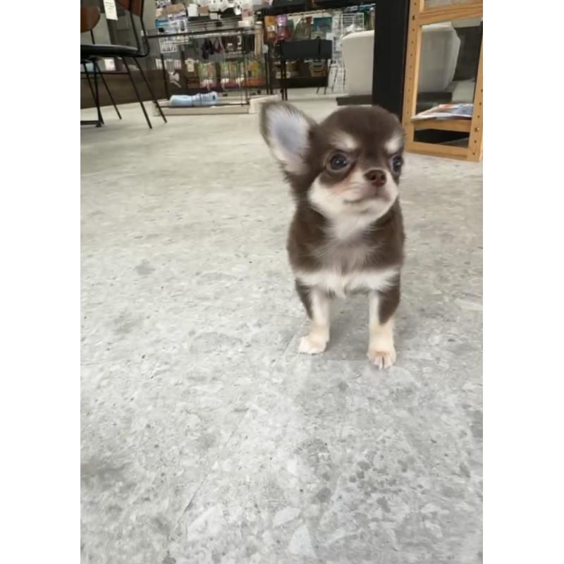 成約済の福岡県のチワワ(ロングコート)-418529の4枚目