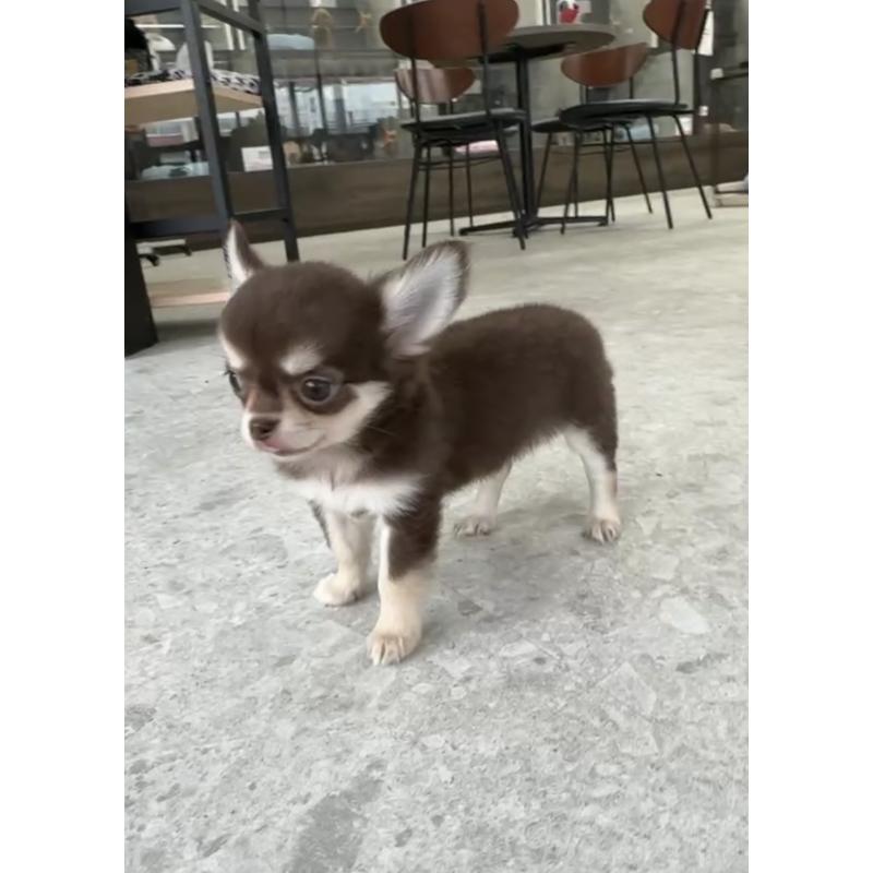 成約済の福岡県のチワワ(ロングコート)-418529の3枚目