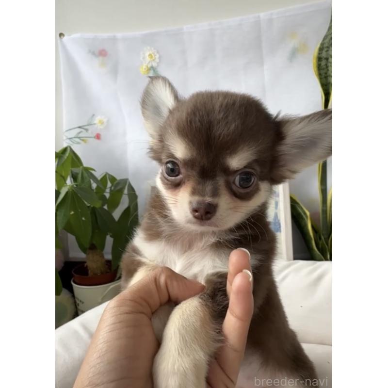 成約済の福岡県のチワワ(ロングコート)-418529の2枚目