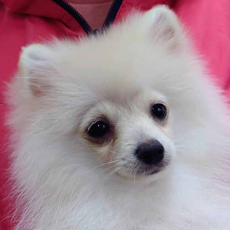 成約済の山口県のポメラニアン-407498の3枚目