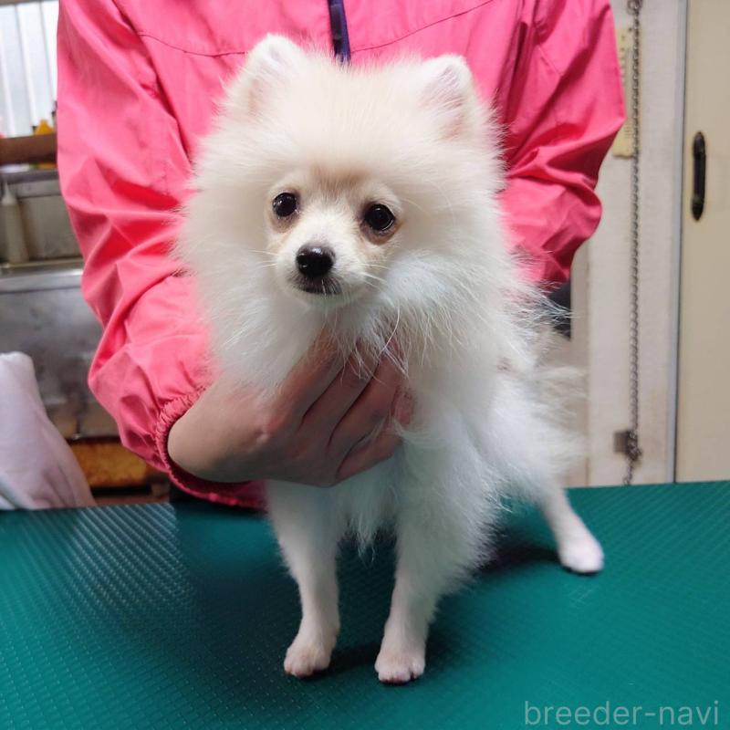 成約済の山口県のポメラニアン-407498の2枚目