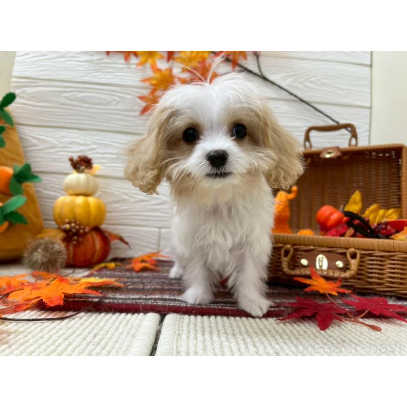 販売中の北海道のミックス犬-409970