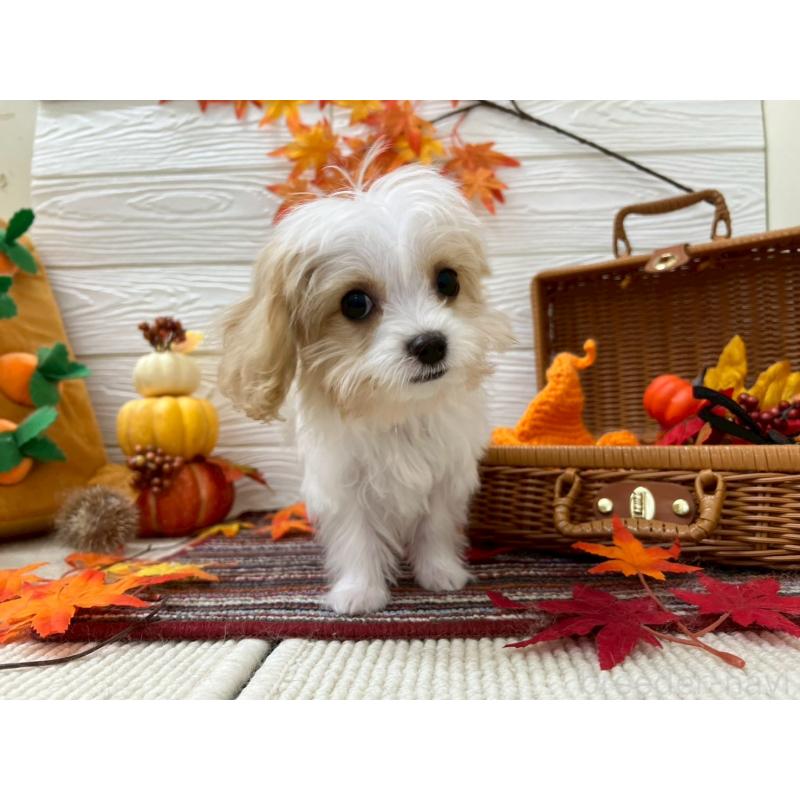 成約済の北海道のミックス犬-409970の9枚目