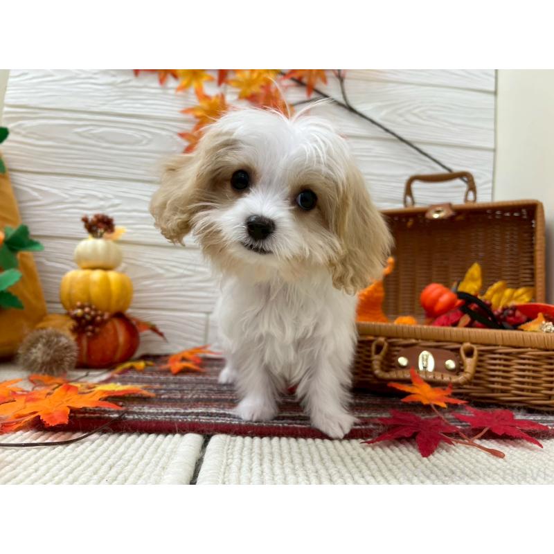 成約済の北海道のミックス犬-409970の8枚目