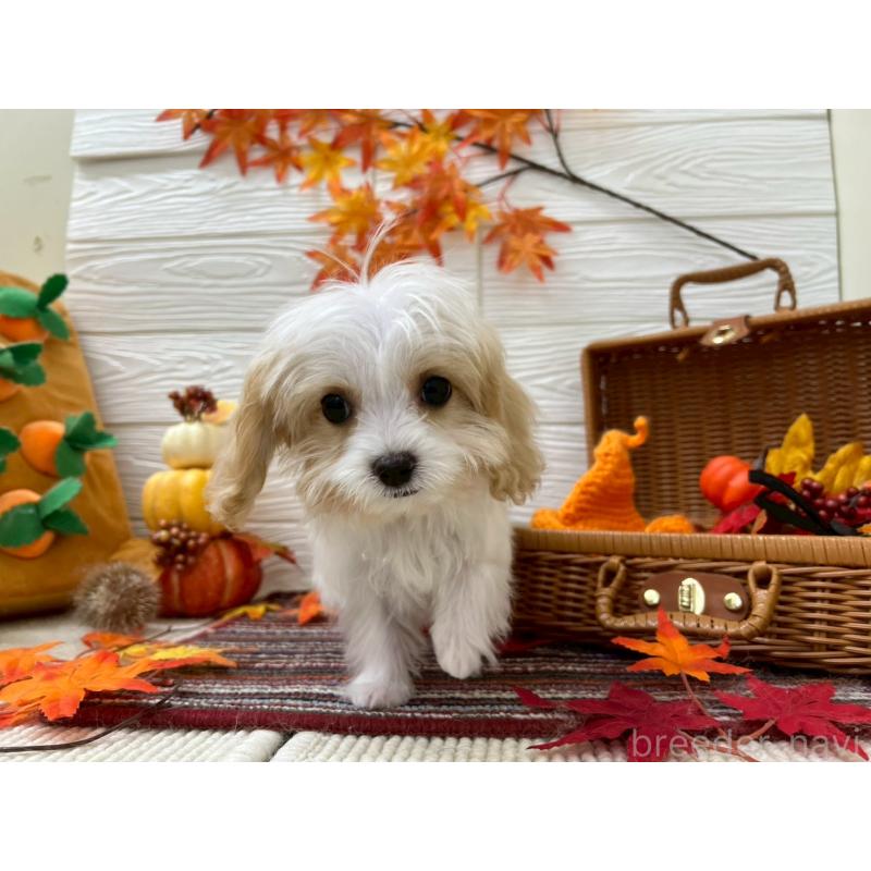 成約済の北海道のミックス犬-409970の7枚目