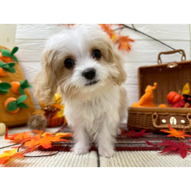 成約済の北海道のミックス犬-409970の4枚目