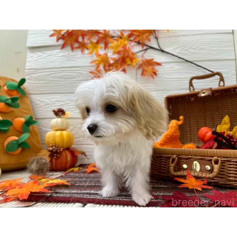 成約済の北海道のミックス犬-409970の3枚目