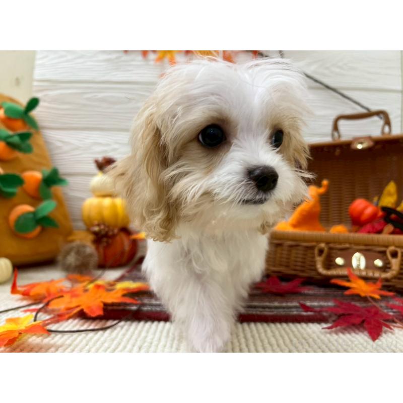 成約済の北海道のミックス犬-409970の2枚目