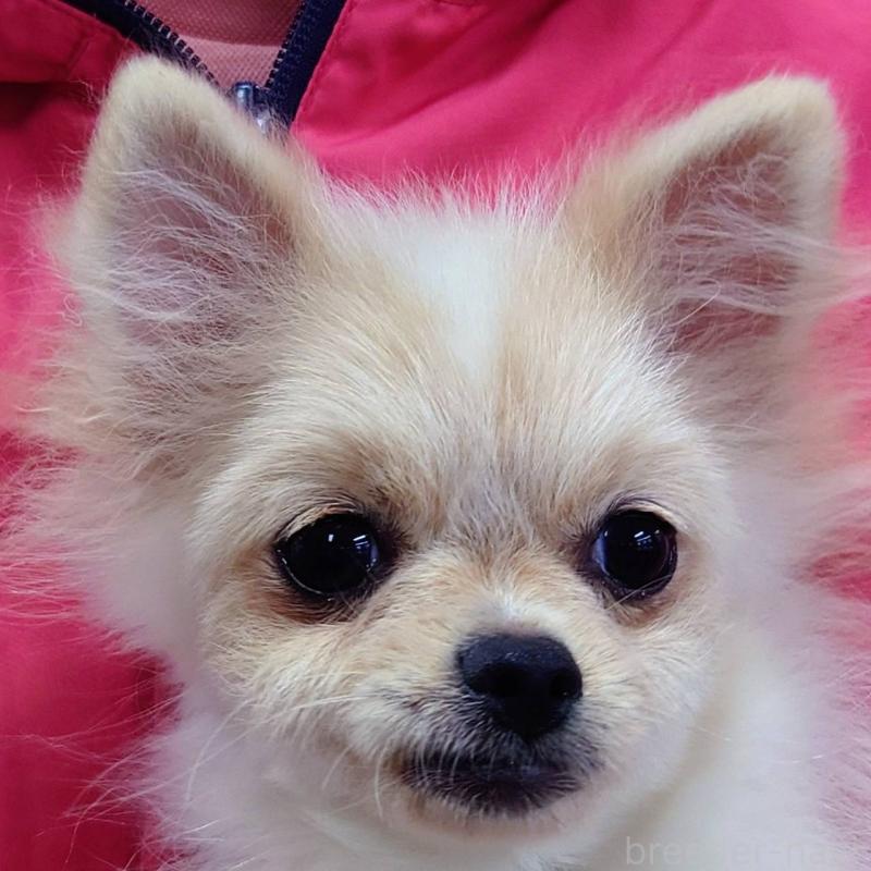 成約済の山口県のポメラニアン-399829の2枚目