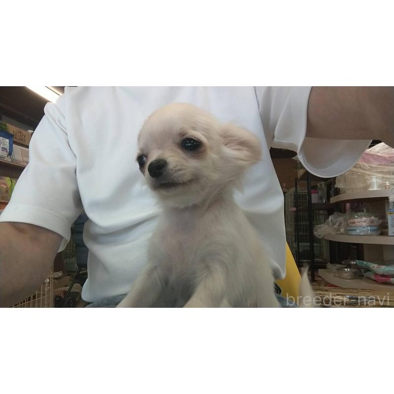 販売中の愛知県のチワワ(ロングコート)-400698の4枚目