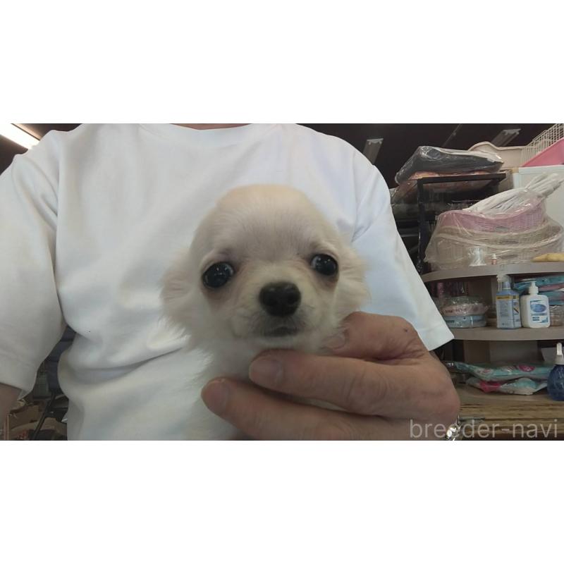 販売中の愛知県のチワワ(ロングコート)-400698