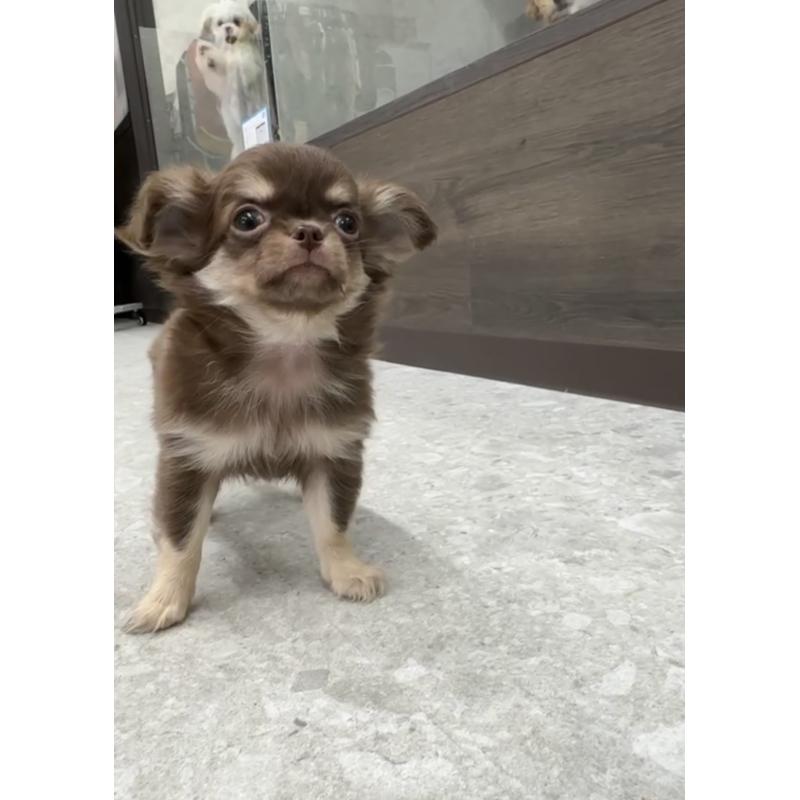 成約済の福岡県のチワワ(ロングコート)-418599の5枚目