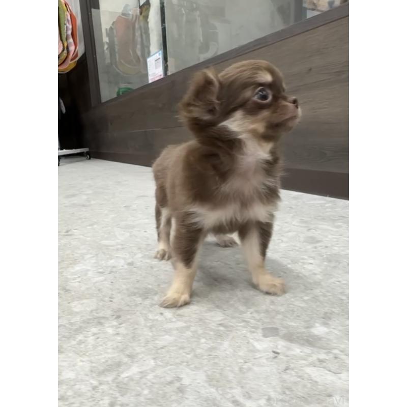 成約済の福岡県のチワワ(ロングコート)-418599の3枚目