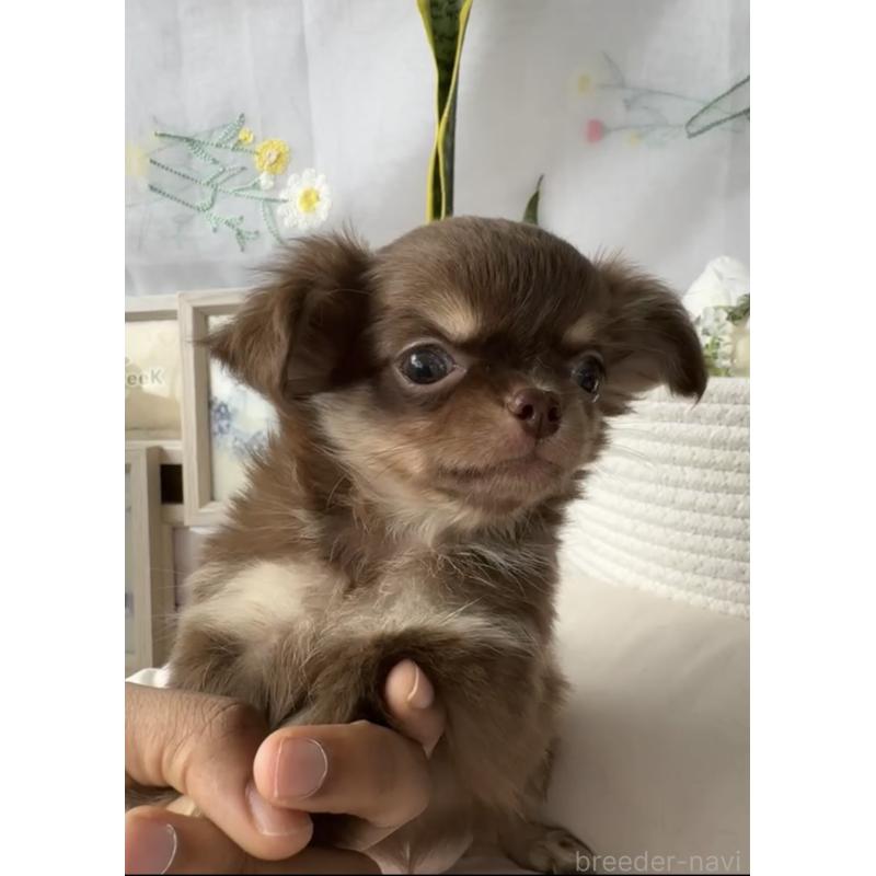 成約済の福岡県のチワワ(ロングコート)-418599の2枚目