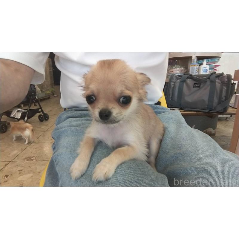 販売中の愛知県のチワワ(ロングコート)-400710の12枚目