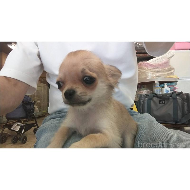 販売中の愛知県のチワワ(ロングコート)-400710の11枚目