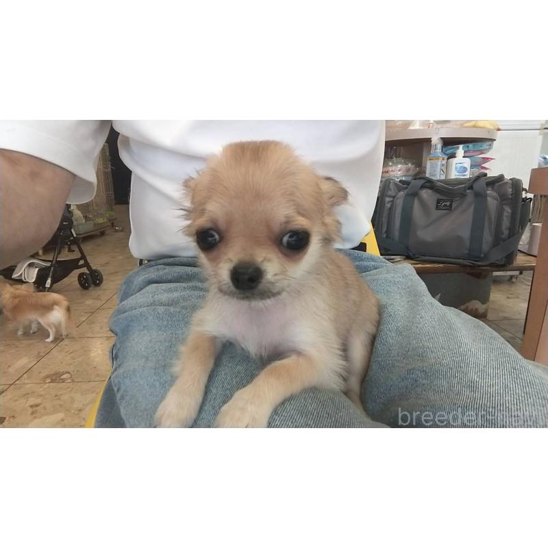 販売中の愛知県のチワワ(ロングコート)-400710の10枚目