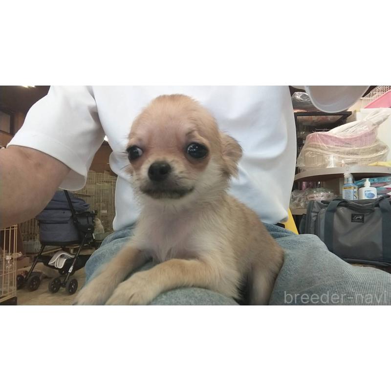 販売中の愛知県のチワワ(ロングコート)-400710の8枚目