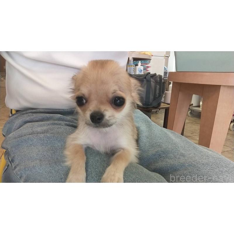 販売中の愛知県のチワワ(ロングコート)-400710の7枚目