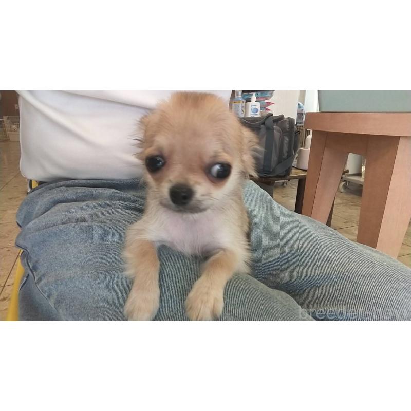 販売中の愛知県のチワワ(ロングコート)-400710の6枚目