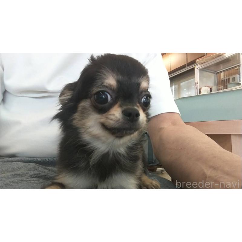 販売中の愛知県のチワワ(ロングコート)-400716の4枚目