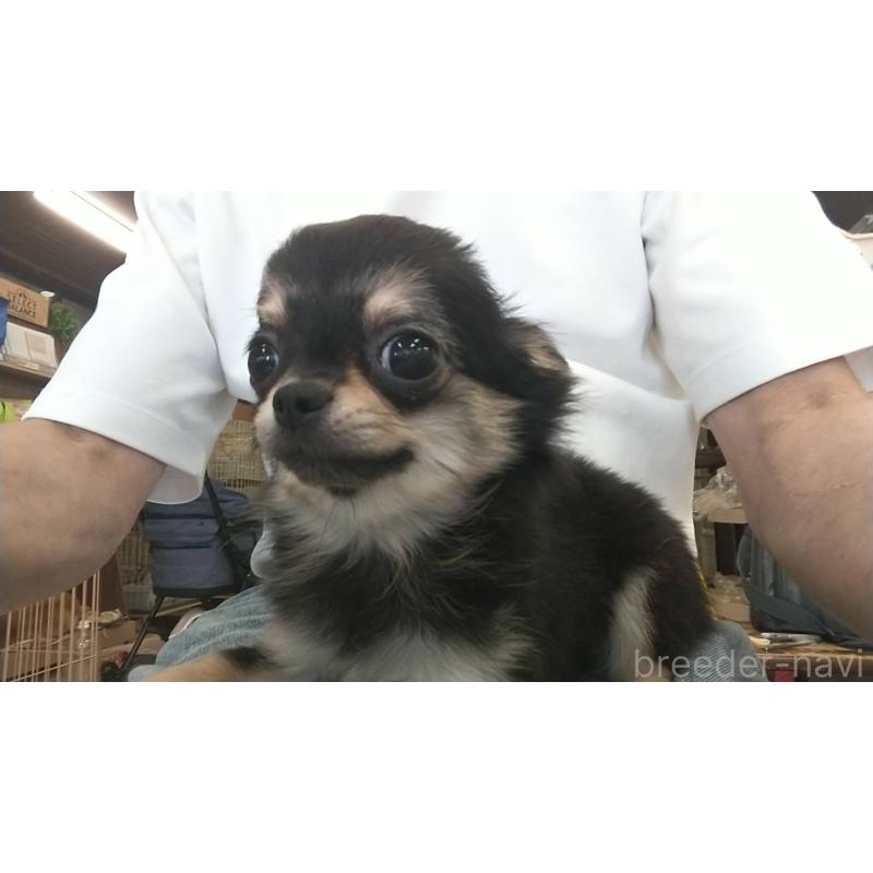 販売中の愛知県のチワワ(ロングコート)-400716の3枚目