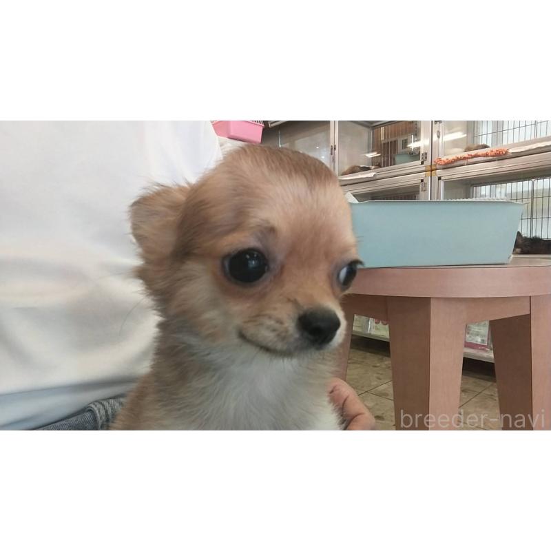 販売中の愛知県のチワワ(ロングコート)-400718の6枚目