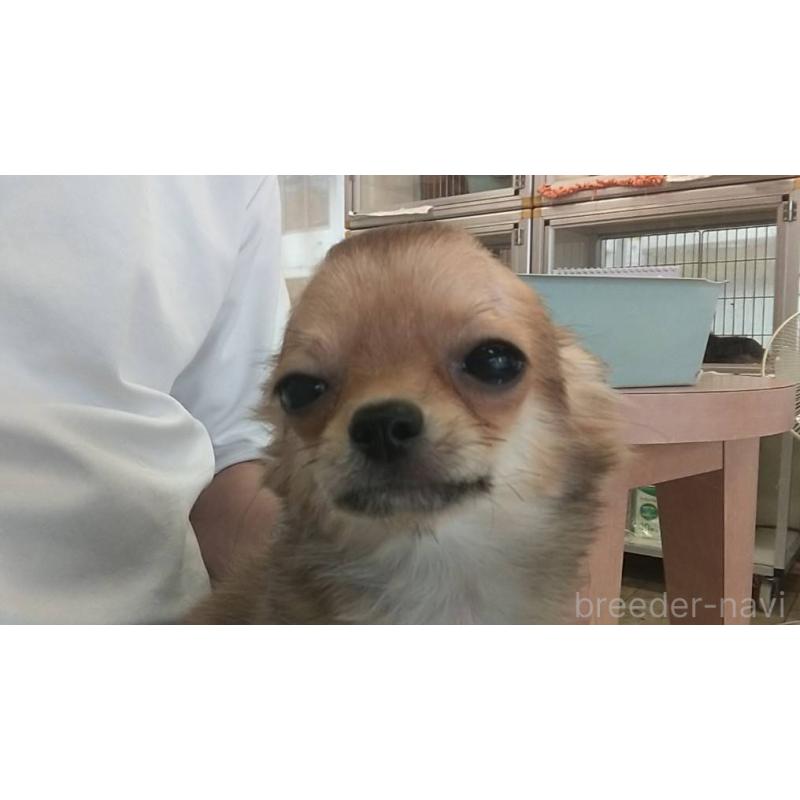 販売中の愛知県のチワワ(ロングコート)-400718の4枚目