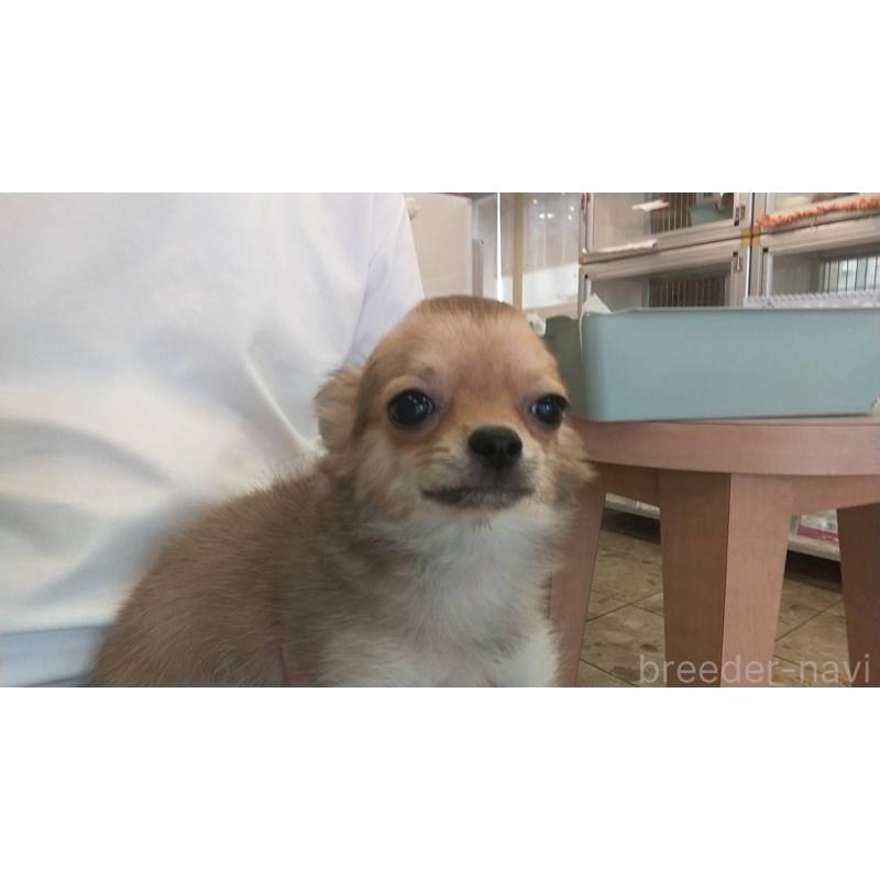 販売中の愛知県のチワワ(ロングコート)-400718の3枚目