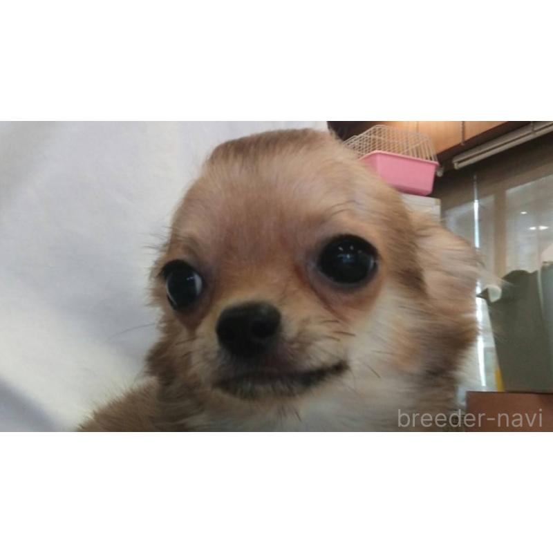 販売中の愛知県のチワワ(ロングコート)-400718の2枚目