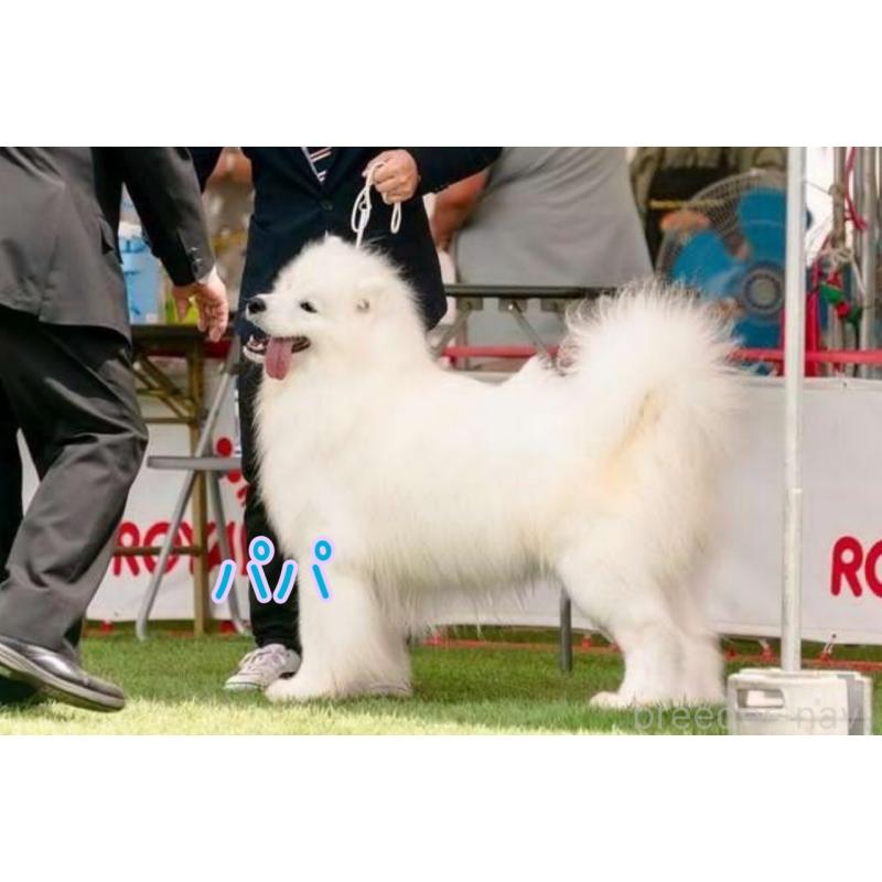 販売中の山形県のサモエド-421301の3枚目