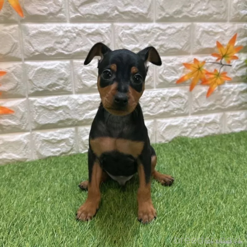 成約済の愛知県のミニチュアピンシャー(ミニピン)-417617の1枚目